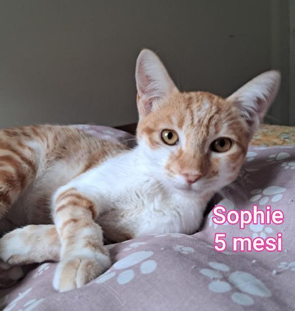 MICINI DAI 2 MESI! S.O.S. Foto 8