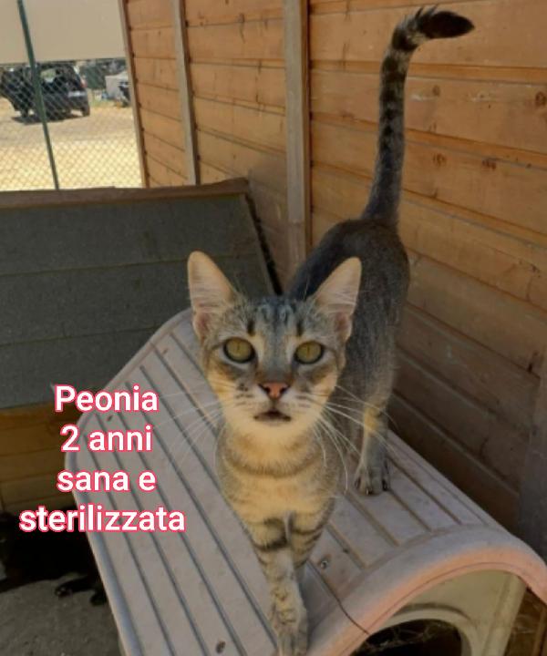 MICINI DAI 2 MESI! S.O.S. Foto 9