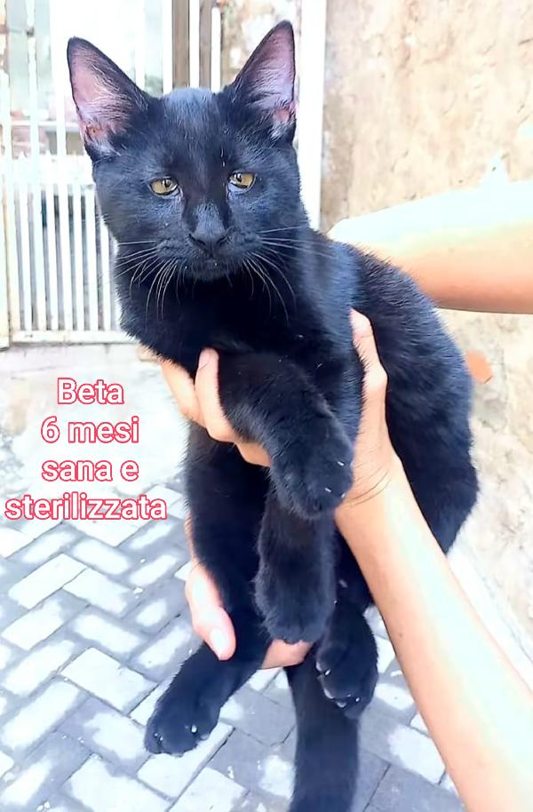 MICINI DAI 2 MESI! S.O.S. Foto 10