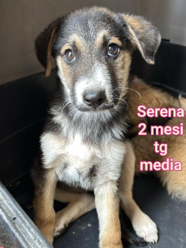 Cuccioli 2/3 Mesi! Salvateli