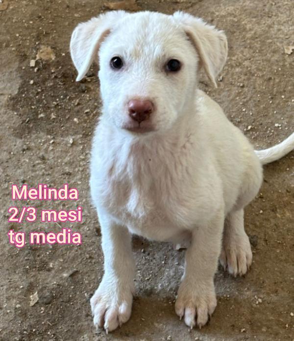 CUCCIOLI 2/3 MESI! SALVATELI Foto 3