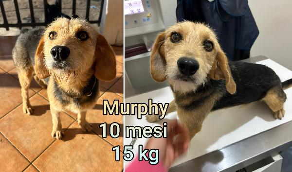 Tanti cagnolini taglia piccolina  Foto 2