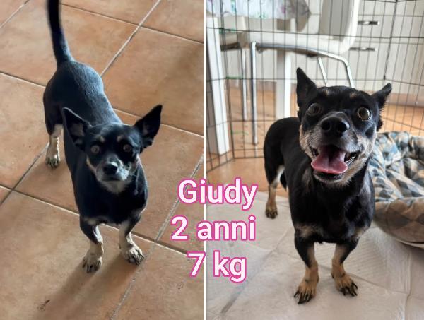 Tanti cagnolini taglia piccolina  Foto 3