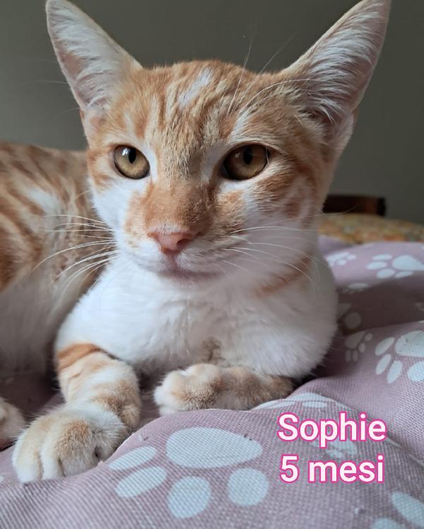 Siamo Sommerse Dai Gattini