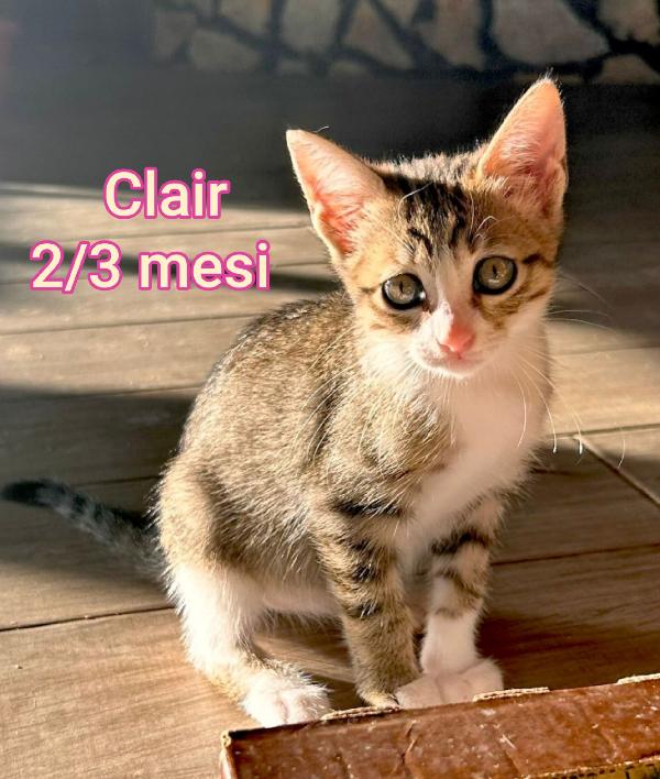 Siamo sommerse dai gattini Foto 3