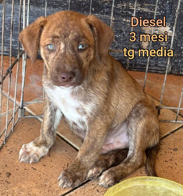 Troppi cuccioli in cerca di casa  Foto 3