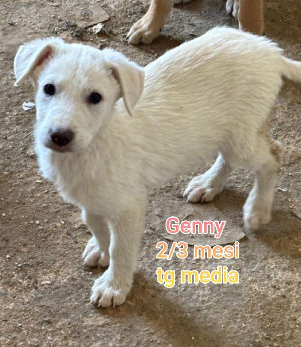 Troppi cuccioli in cerca di casa  Foto 7