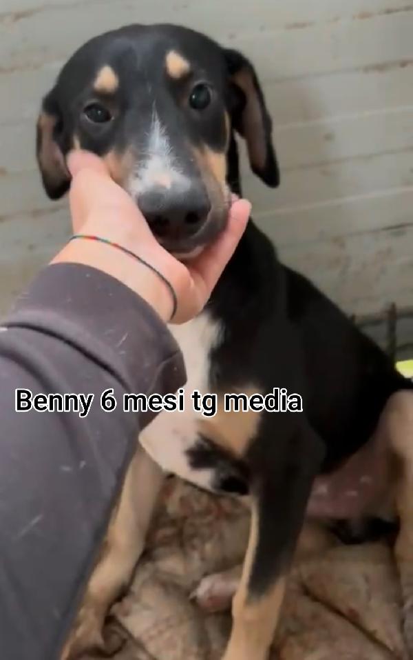 Troppi cuccioli in cerca di casa  Foto 8