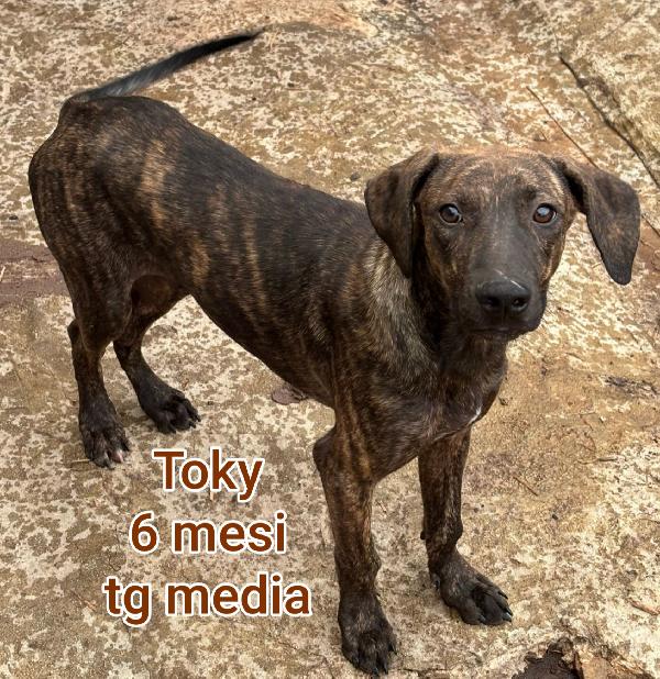 Troppi cuccioli in cerca di casa  Foto 10