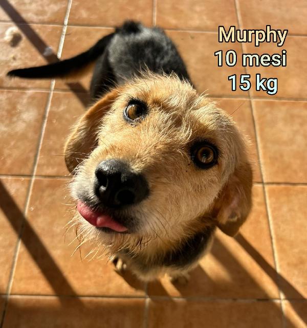 Cani piccoli e mediopiccoli  Foto 2