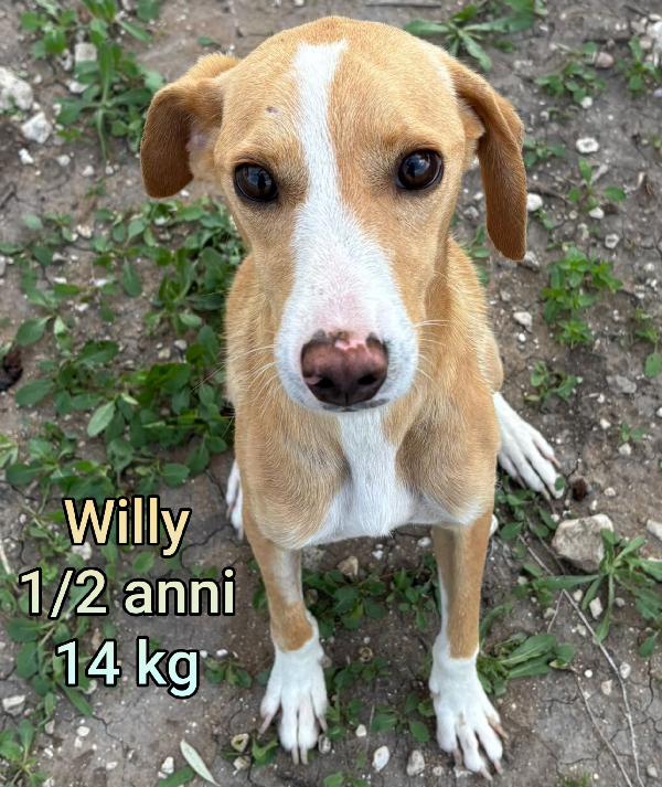 Cani piccoli e mediopiccoli  Foto 5