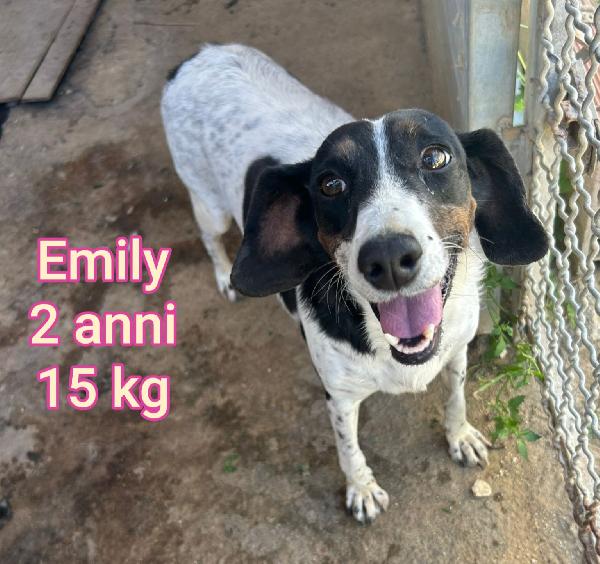 Cani piccoli e mediopiccoli  Foto 8