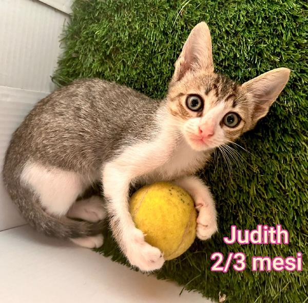 MIAO: MICETTI IN ADOZIONE  Foto 4