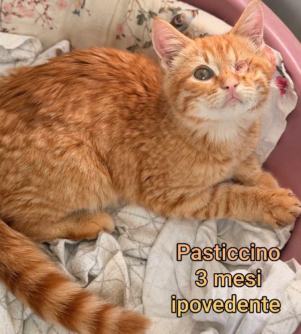 MIAO: MICETTI IN ADOZIONE  Foto 5