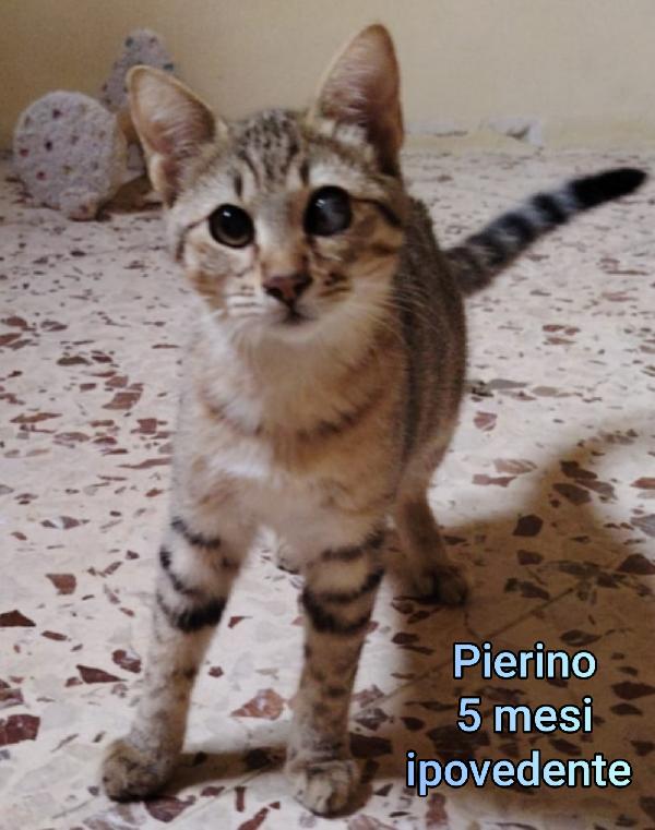 MIAO: MICETTI IN ADOZIONE  Foto 6