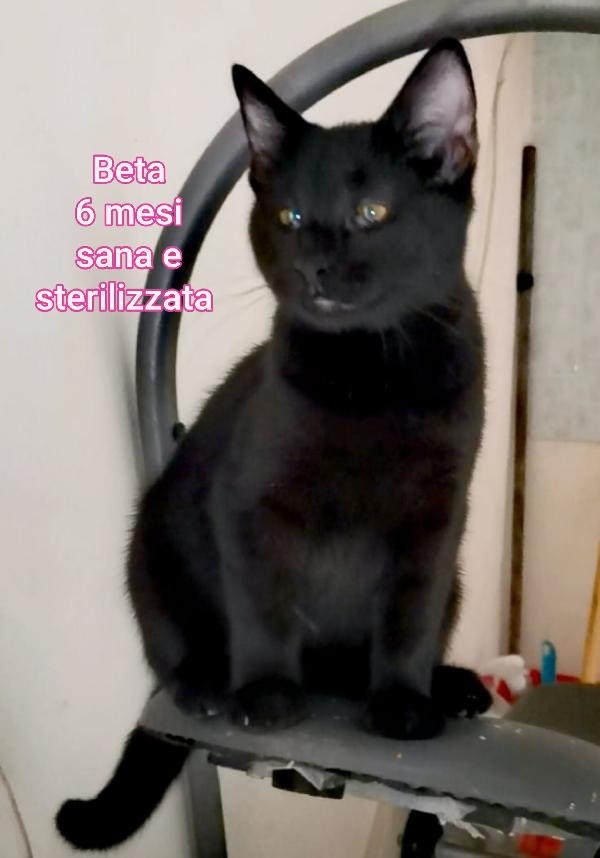 MIAO: MICETTI IN ADOZIONE  Foto 8