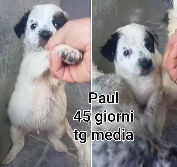 Troppi Cuccioli Da Salvare!