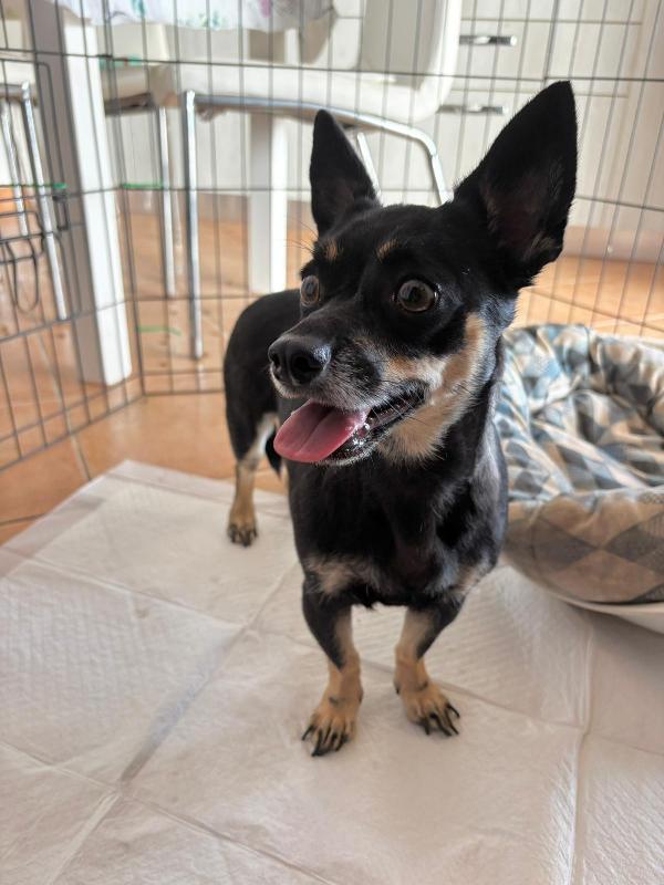 Cagnolina taglia piccola  Foto 4