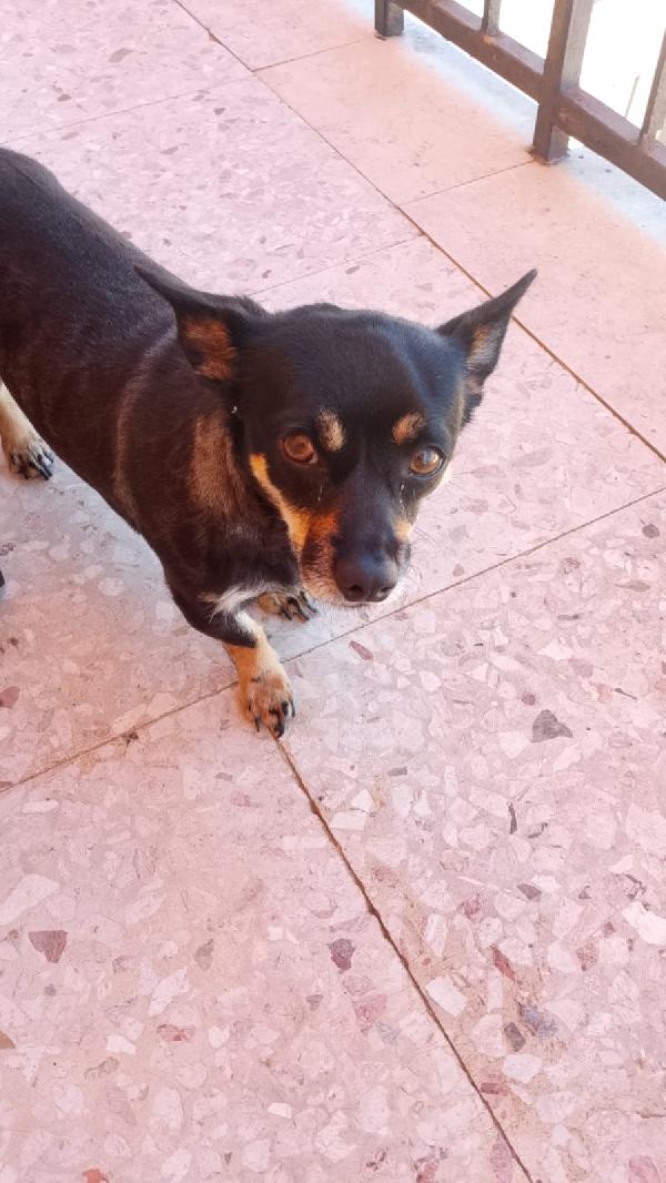 Cagnolina taglia piccola  Foto 5