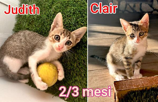 Dolcissimi Gattini! Adottate 