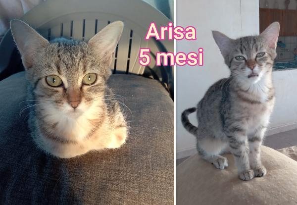 DOLCISSIMI GATTINI! Adottate  Foto 2