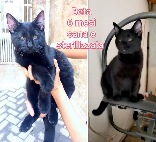 DOLCISSIMI GATTINI! Adottate  Foto 7