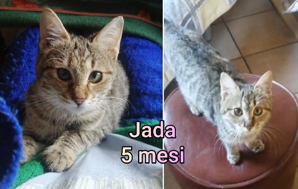 DOLCISSIMI GATTINI! Adottate  Foto 8