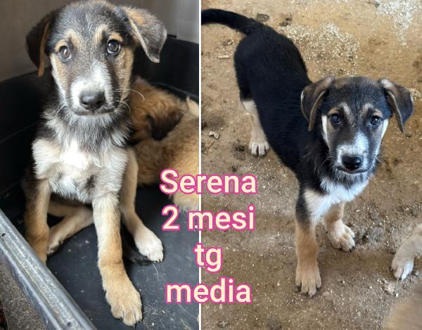 Salvate Un Cucciolo!!