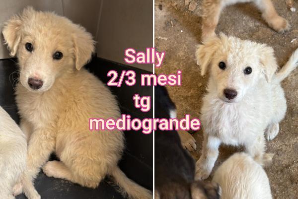 SALVATE UN CUCCIOLO!! Foto 4