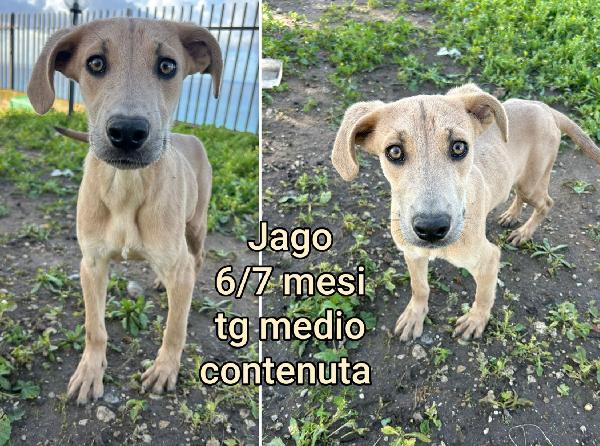 SALVATE UN CUCCIOLO!! Foto 8