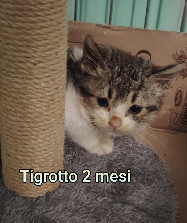 Gattini In Cerca D' Amore