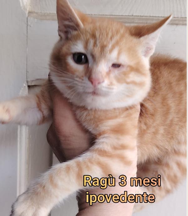 Gattini in cerca d' amore Foto 2