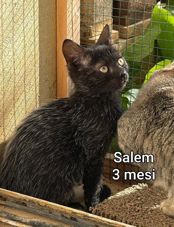 Gattini in cerca d' amore Foto 3