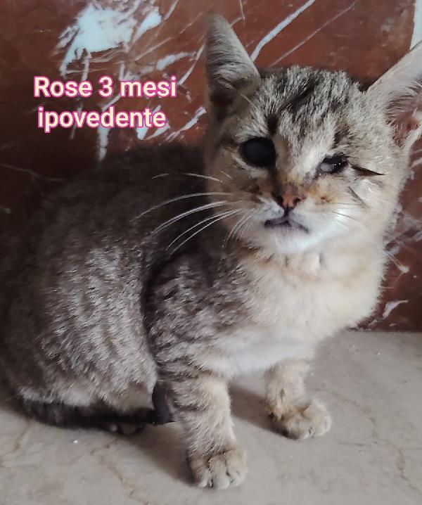 Gattini in cerca d' amore Foto 5