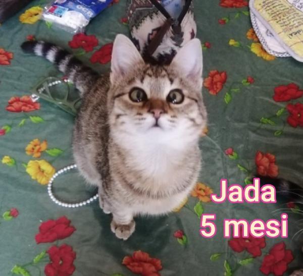 Gattini in cerca d' amore Foto 9