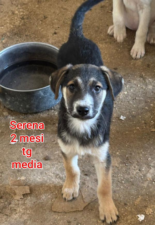 2 mesi: cuccioli sfortunati  Foto 5