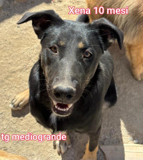 2 mesi: cuccioli sfortunati  Foto 8