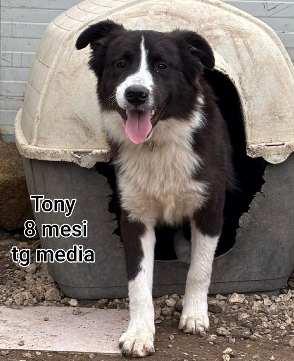 2 mesi: cuccioli sfortunati  Foto 10