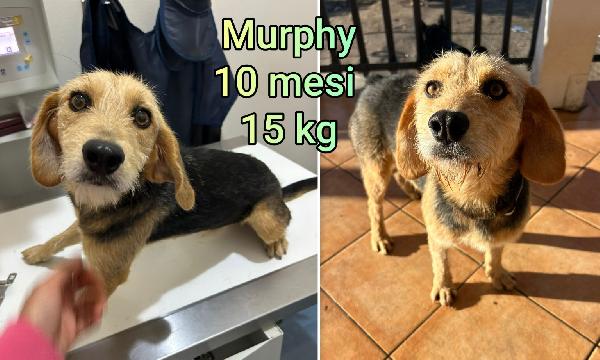 Cani Piccoli: Dai 5 Ai 15 Kg Massimi