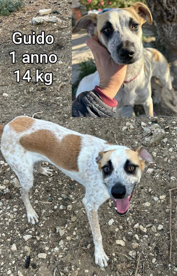 Cani piccoli: dai 5 ai 15 kg massimi Foto 9