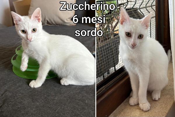 Telefona per salvare un micio Foto 7