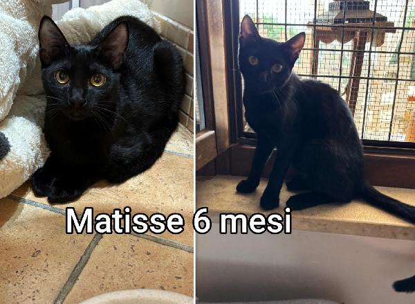 Telefona per salvare un micio Foto 8