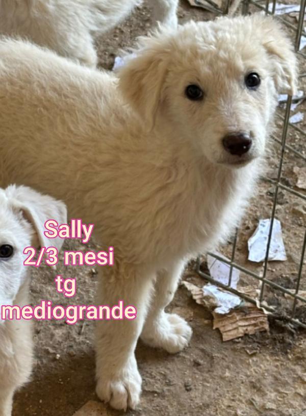 Cucciolotti, senza casa né amore Foto 3