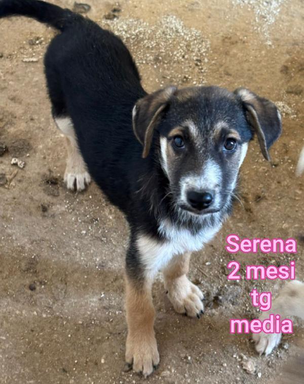 Cucciolotti, senza casa né amore Foto 4