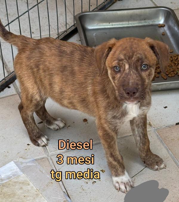 Cucciolotti, senza casa né amore Foto 5