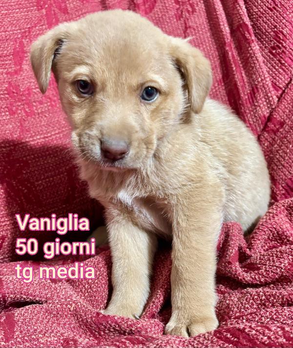 Cucciolotti, senza casa né amore Foto 6