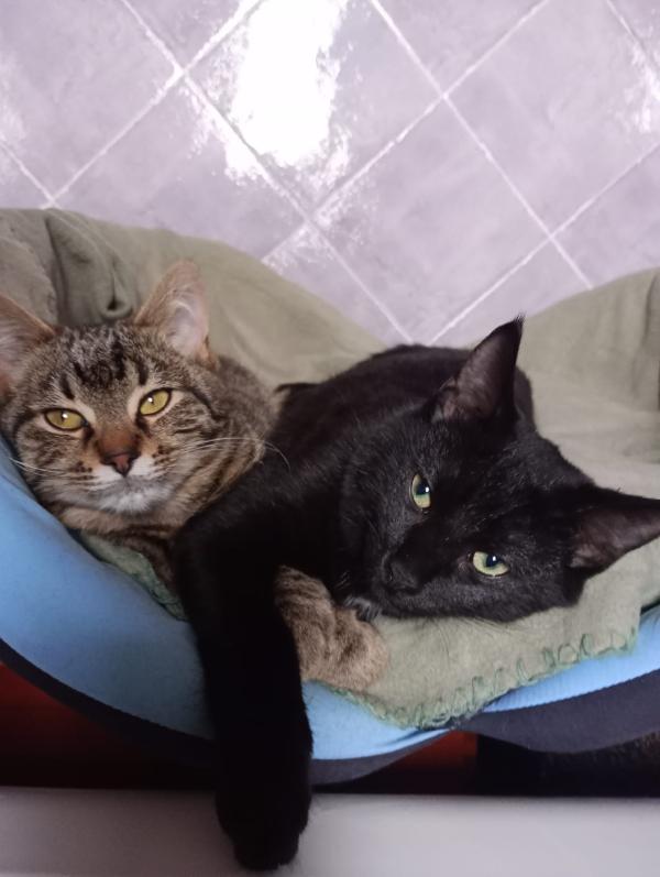 Milo E Panti: Micini Di 4 Mesi Cercano Famiglia