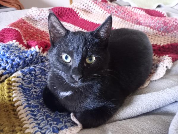 MILO E PANTI: MICINI DI 4 MESI CERCANO FAMIGLIA Foto 2