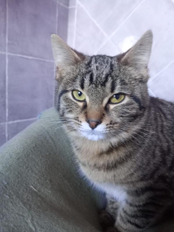 MILO E PANTI: MICINI DI 4 MESI CERCANO FAMIGLIA Foto 3