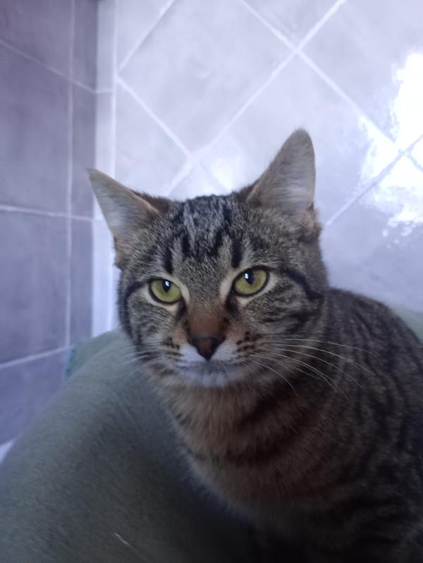 MILO E PANTI: MICINI DI 4 MESI CERCANO FAMIGLIA Foto 5